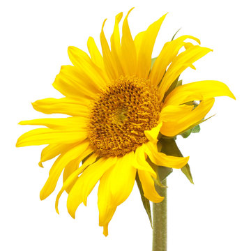 Flower of sunflower isolated on white background