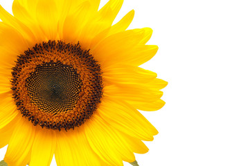 Fototapeta premium Flower of sunflower isolated on white background