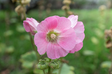 pink Flower in nature background