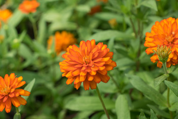 orange Flower in nature backgrounds