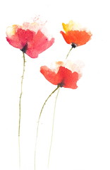 Stylized poppies on white, watercolor painting