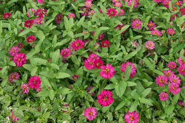 Pink Flower background