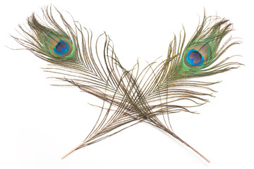 Two peacock feathers isolated on white