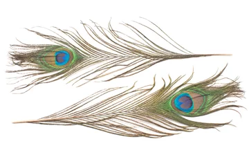 Crédence de cuisine en verre imprimé Paon Peacock feathers isolated on white