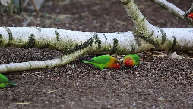 Lovebirds Eating Seeds On Ground