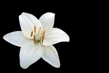 Fototapeta na wymiar white lilly