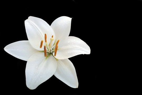 white lilly
