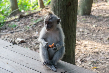 Naklejka na ściany i meble Jeune macaque, Monkey Forest, Ubud, Bali, Indonésie