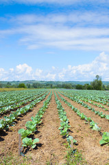 Fototapeta na wymiar Young cabbage growing in a field with irrigation system and blue sky