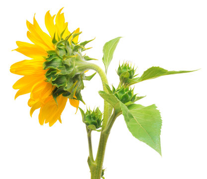 Flower of sunflower isolated on white background