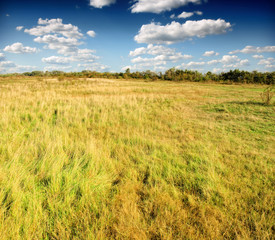 Fototapeta premium A field of tall green and golden grass