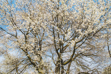 Cherry tree and blue sky in spring