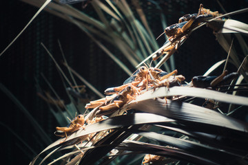 Locusts and vegetation