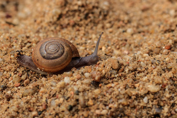 snail on sand