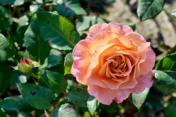 Pink and peach rose