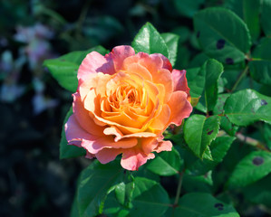Pink and peach rose