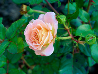 Pink and peach rose
