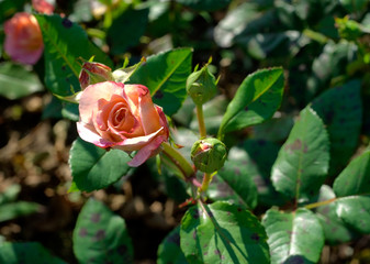 Pink and peach rose