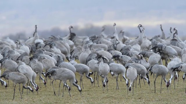 Kranich, Common crane, Grus grus