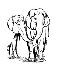two lovers elephant