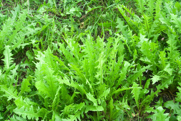 dandelion green leaves background