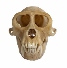 skull of an animal isolated on white front view