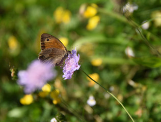 farfalla su fiore ali volare uccello insetti farfalle fiore 
