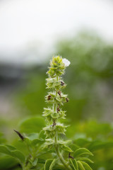 Lemon basil flowers on nature background.