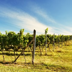 Fototapeta na wymiar The wine in the vineyard. Wine region of South Moravia Czech Republic.