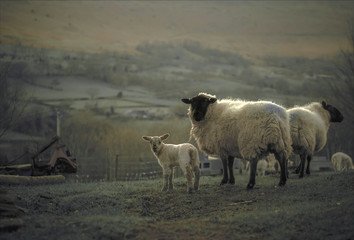 Welsh Mixed Breed Sheep and Lambs. Herefordshire