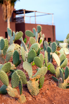Green prickly pear cactus
