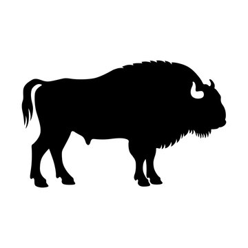 Bison, shade picture
