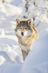 Wolf stands in beautiful winter forest