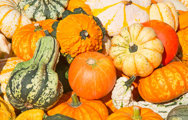 Colorful pumpkins
