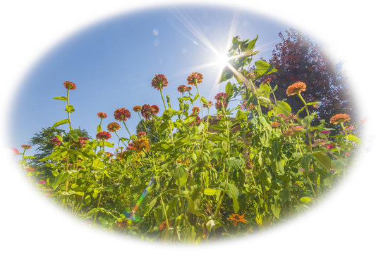 Blumenbeet im Sonnenschein