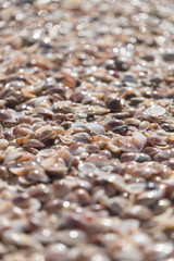 background textures sea shells