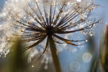 dandelion closeup with drops of dew
