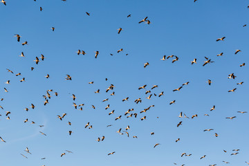 birds storks flying