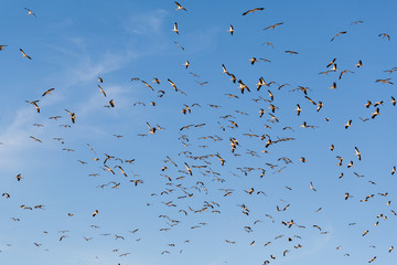 birds storks flying
