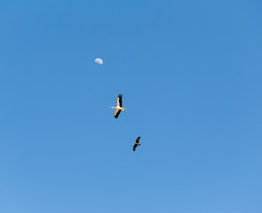 birds storks flying