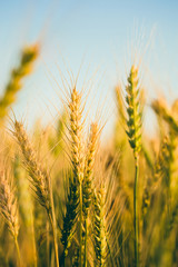 ears of wheat against the sky