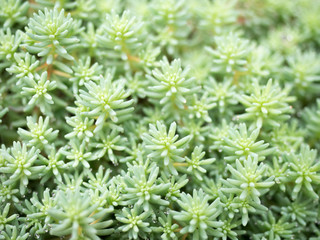  succulent