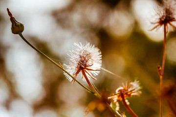 white dandelion closeup outdoors