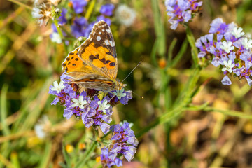 insect butterfly sits on a flower