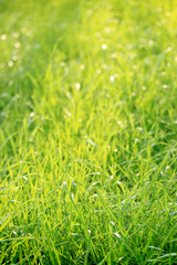 Grass meadow