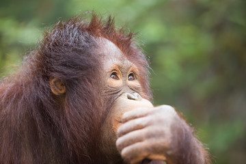 Closeup Chimpanzee thinking