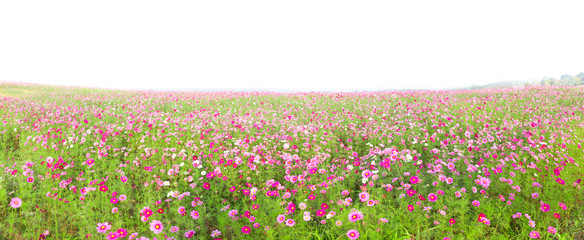 Beautiful panorama of cosmos flowers field isolated on white