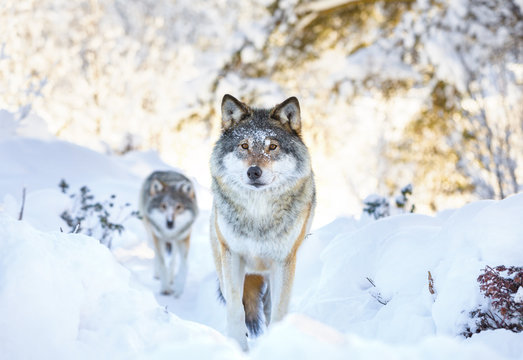 Fototapeta Two wolves in cold winter forest