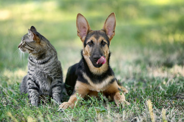 Cute dog and cat on green grass