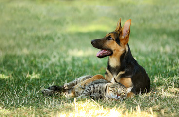 Cute dog and cat on green grass